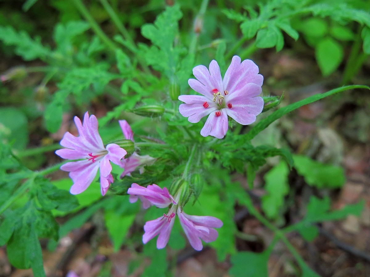 Image of genus Geranium specimen.