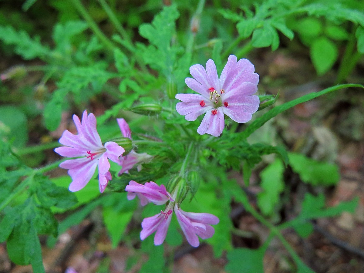 Изображение особи род Geranium.