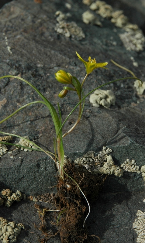 Image of Gagea tenera specimen.