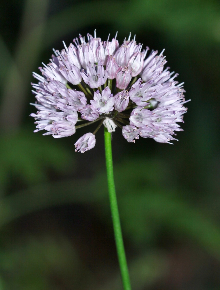 Изображение особи Allium prokhanovii.