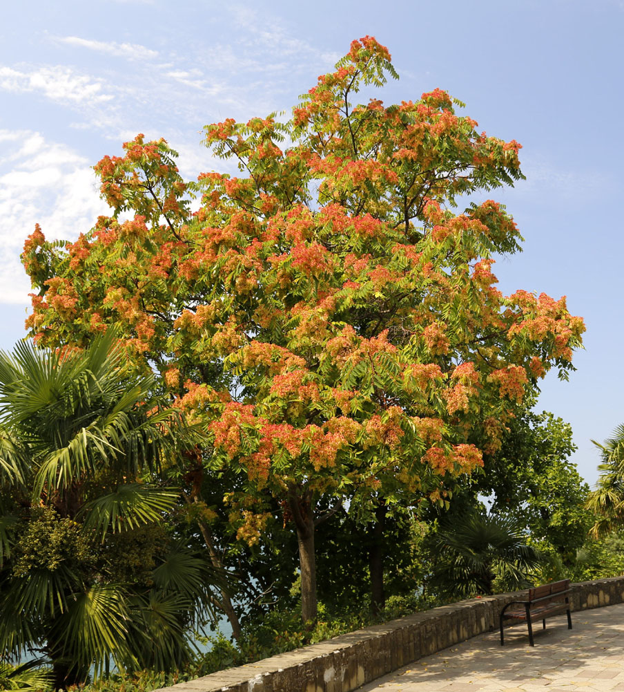 Image of Ailanthus altissima specimen.