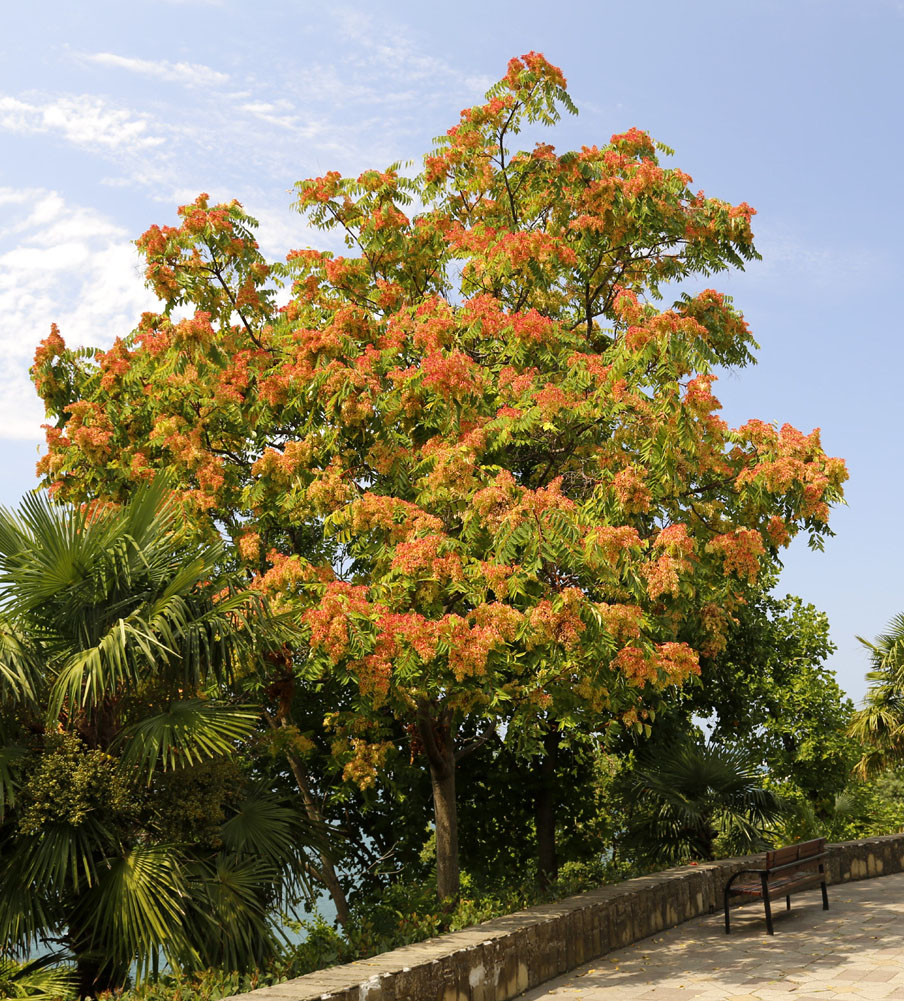 Изображение особи Ailanthus altissima.