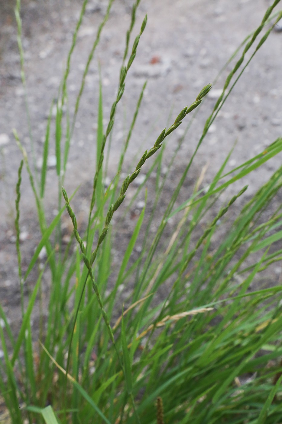 Изображение особи Elymus trachycaulus.