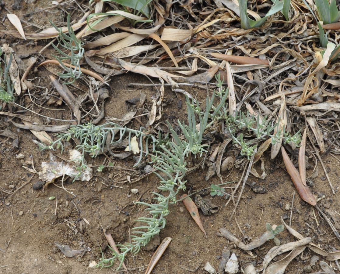 Image of Thesium humile specimen.