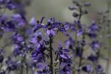 Delphinium oreophilum