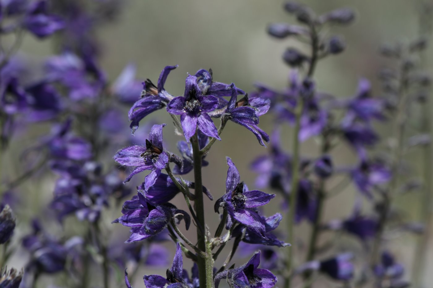 Изображение особи Delphinium oreophilum.