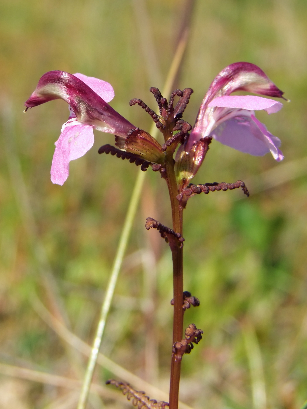 Image of Pedicularis adunca specimen.