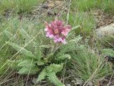 Pedicularis alatauica