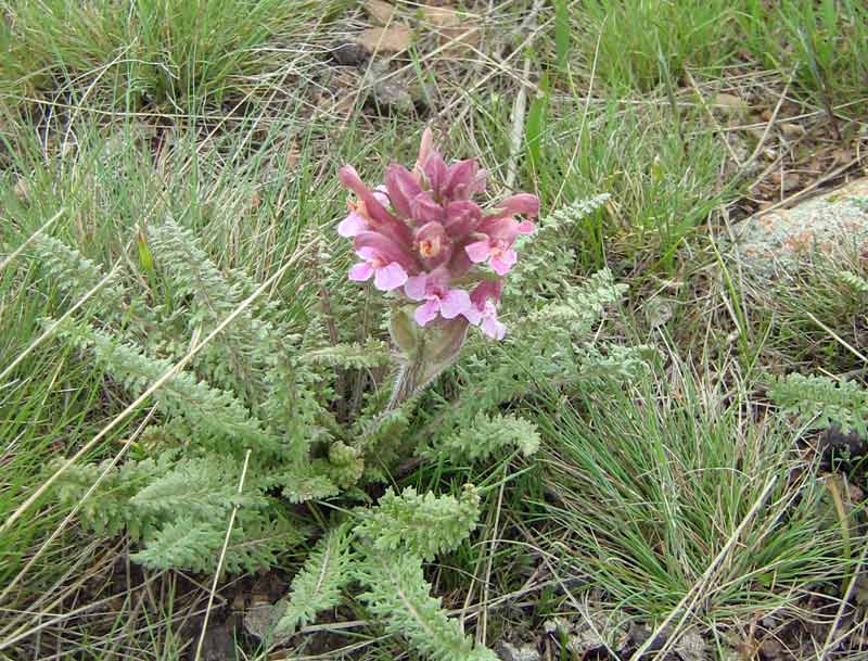 Image of Pedicularis alatauica specimen.