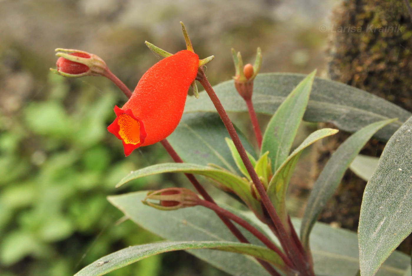 Image of Seemannia sylvatica specimen.