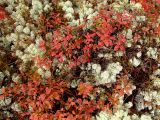 Vaccinium uliginosum. Растение с листьями в осенней окраске. Магаданская обл., Ольский р-н, бассейн р. Омчик, р. Верхний Омчик, мохово-лишайниковая поляна в зарослях кедрового стланика. 22.09.2011.