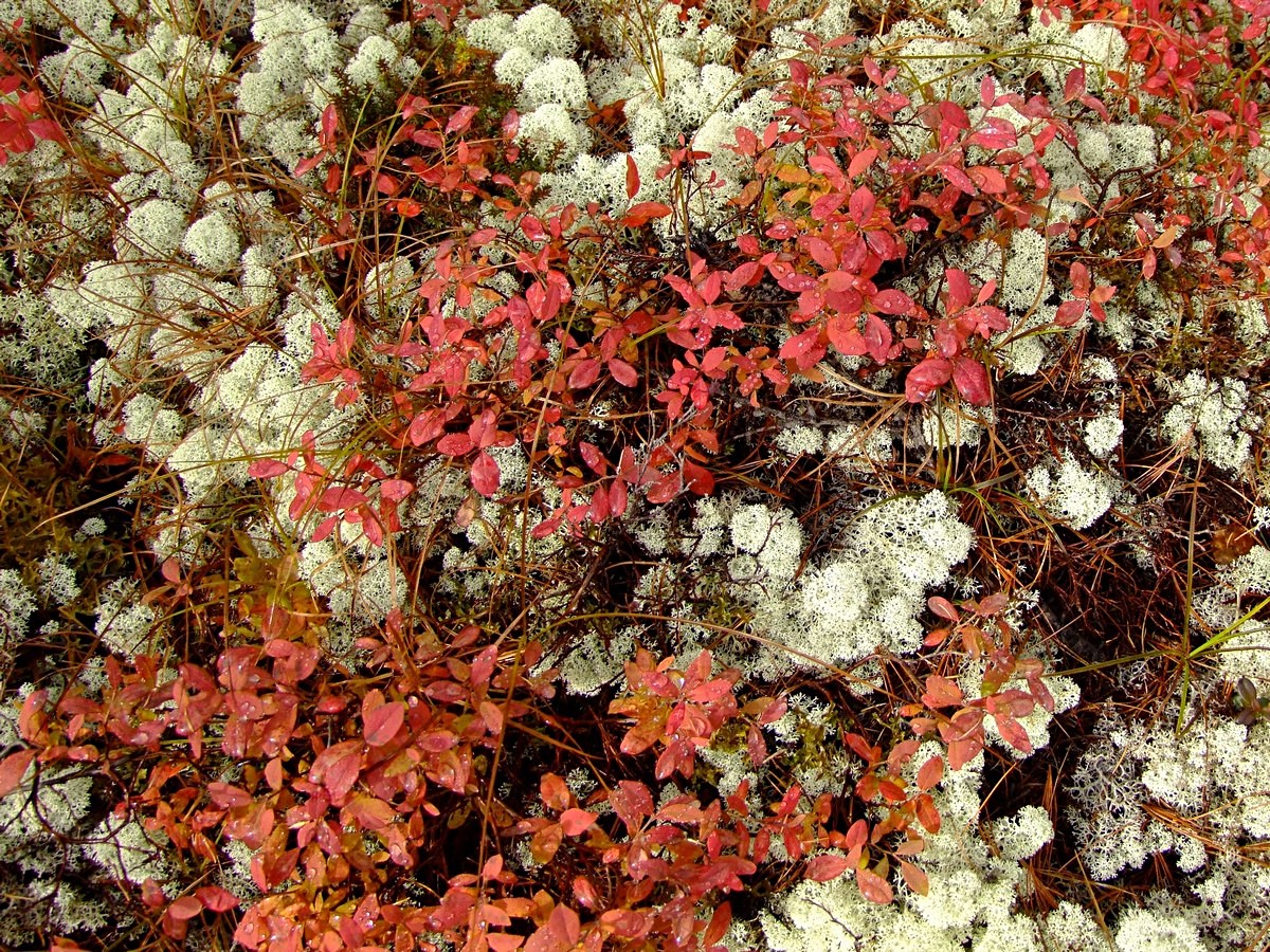 Image of Vaccinium uliginosum specimen.