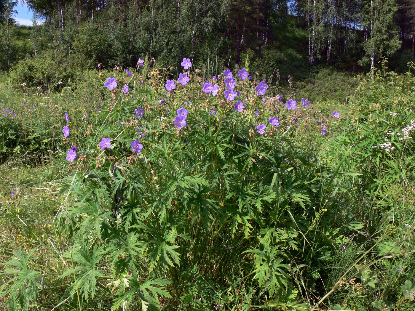 Изображение особи Geranium pratense.