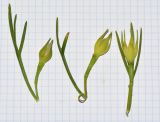 Alyogyne hakeifolia