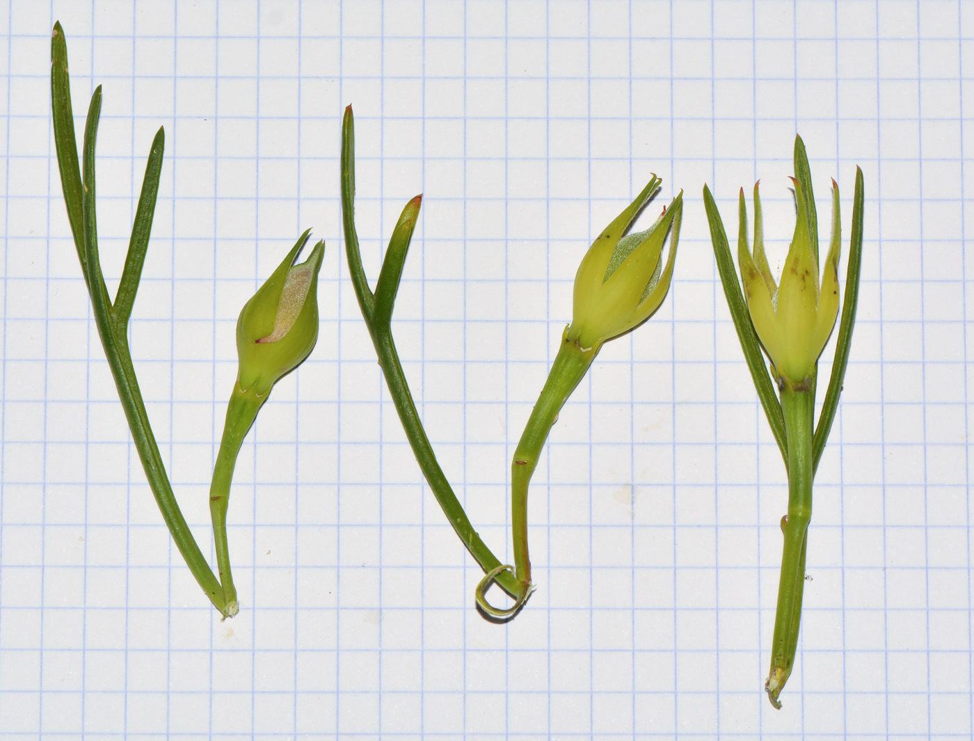 Изображение особи Alyogyne hakeifolia.