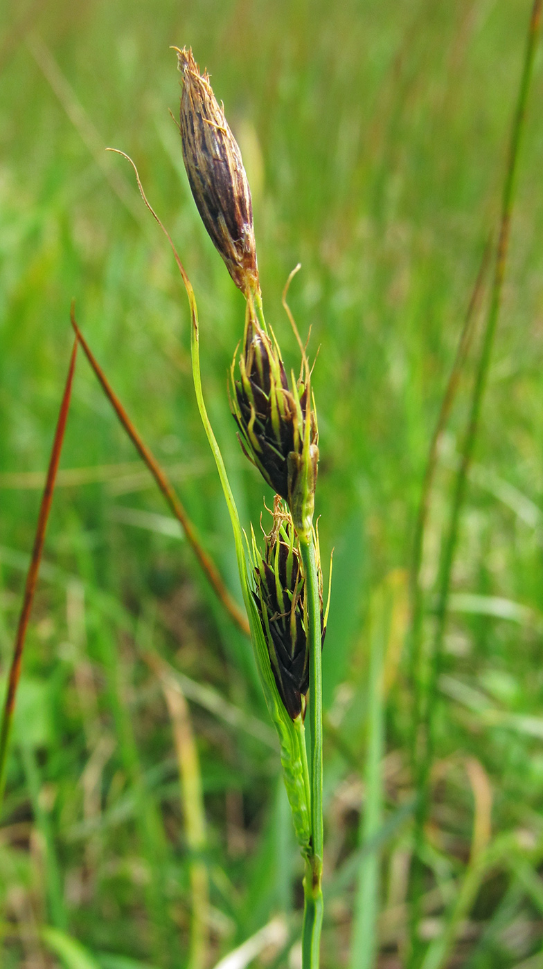 Изображение особи Carex gmelinii.