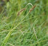 Carex vulpina. Верхушки растений с соцветиями. Московская обл., Истринский р-н, Павловская Слобода. 12.06.2008.