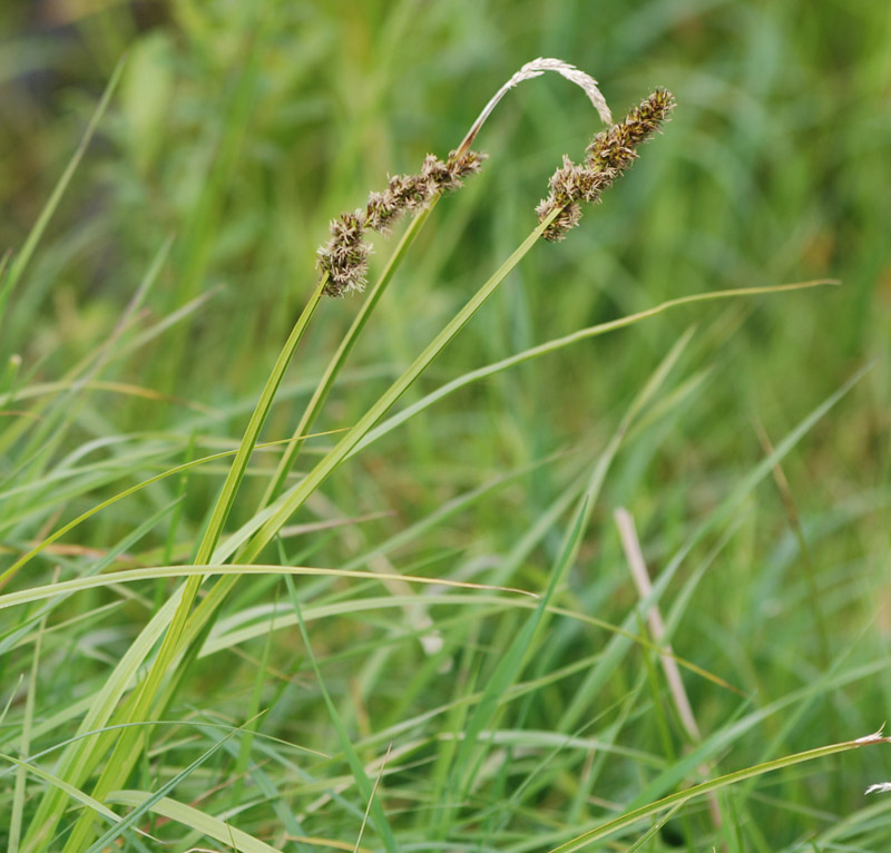 Image of Carex vulpina specimen.