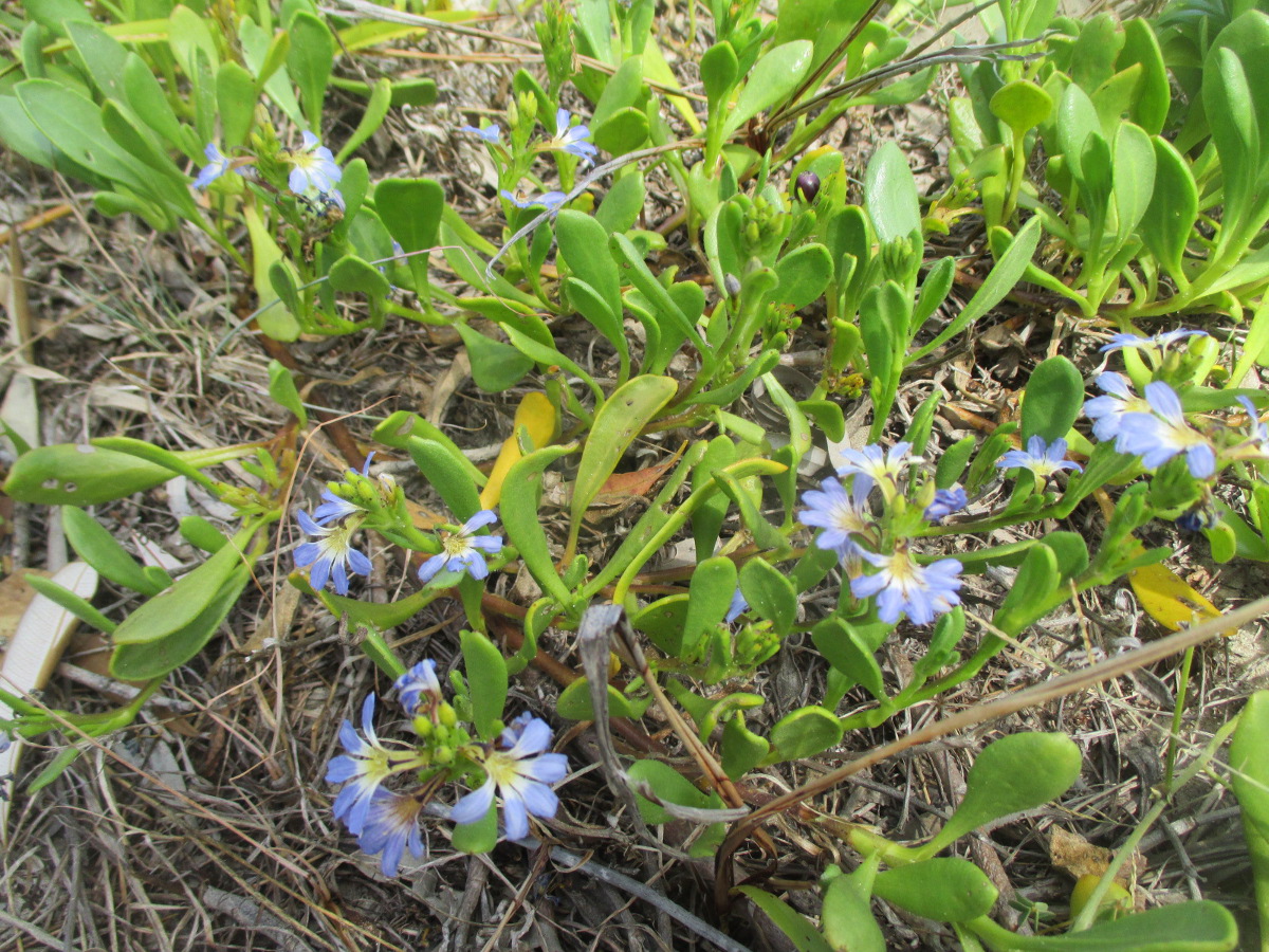 Изображение особи Scaevola calendulacea.