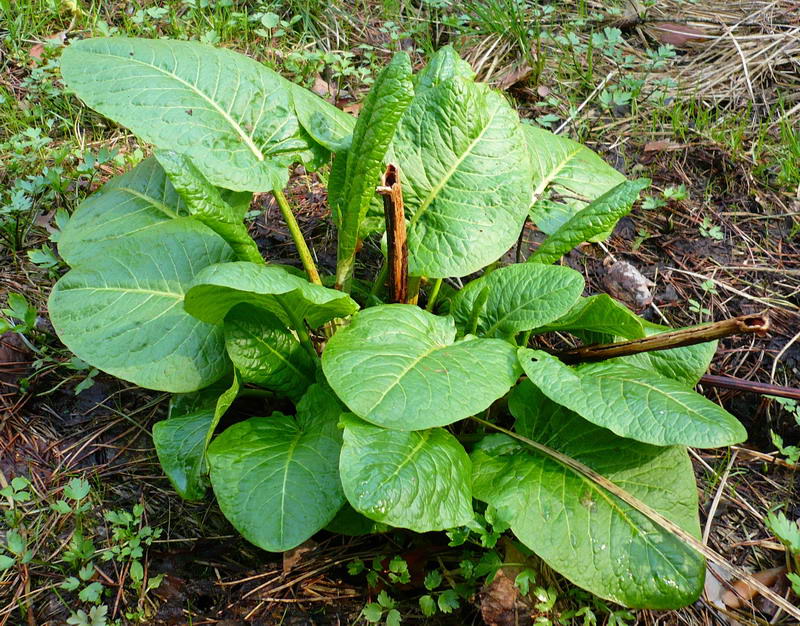 Image of Rumex obtusifolius specimen.