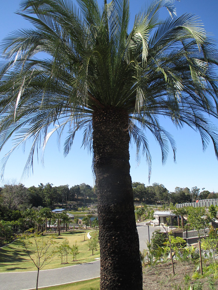 Image of Macrozamia moorei specimen.