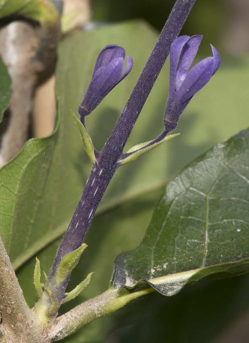 Image of Petrea volubilis specimen.