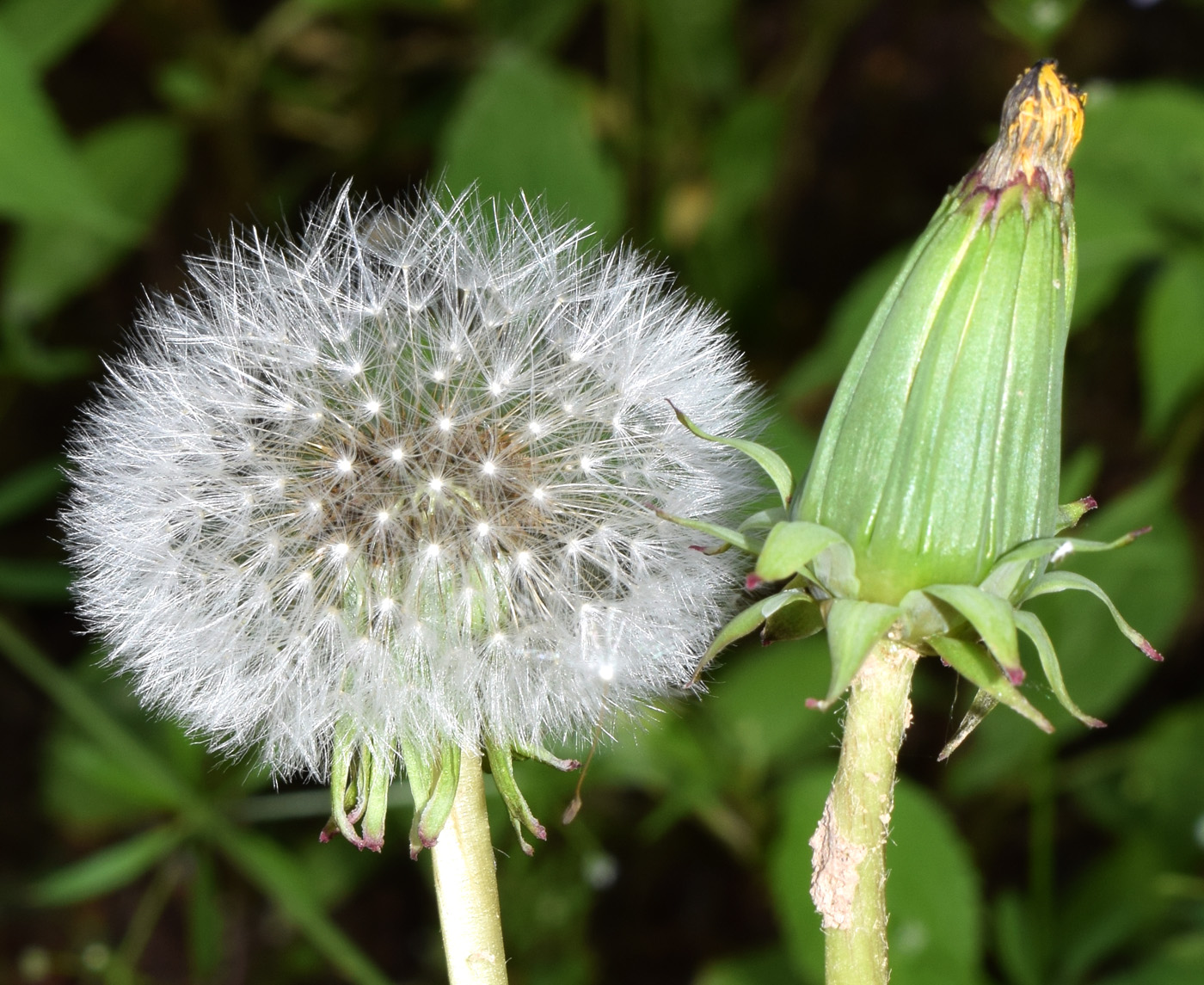 Изображение особи род Taraxacum.