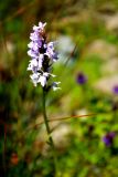 Dactylorhiza fuchsii