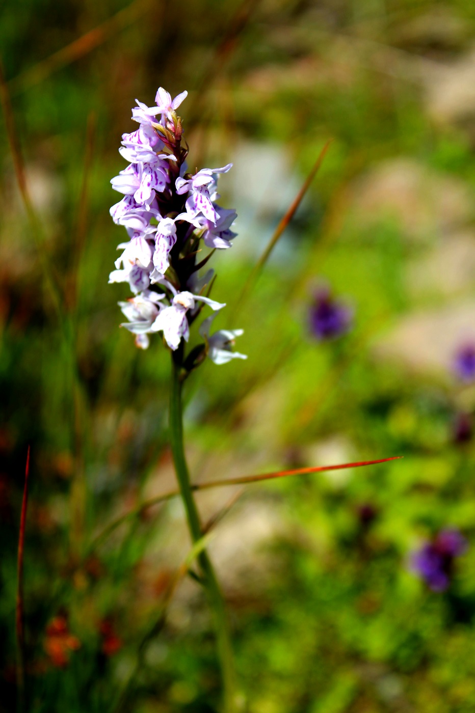 Image of Dactylorhiza fuchsii specimen.