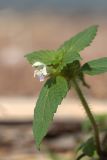 Galeopsis bifida. Верхушка побега с цветком. Ленинградская обл., Ломоносовский р-н, окр. пос. Лебяжье, побережье Финского залива, песчаный пляж. 27.08.2017.