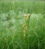 Juncus compressus