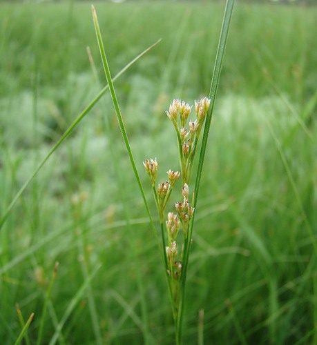 Изображение особи Juncus compressus.