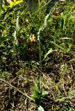 Spiranthes spiralis