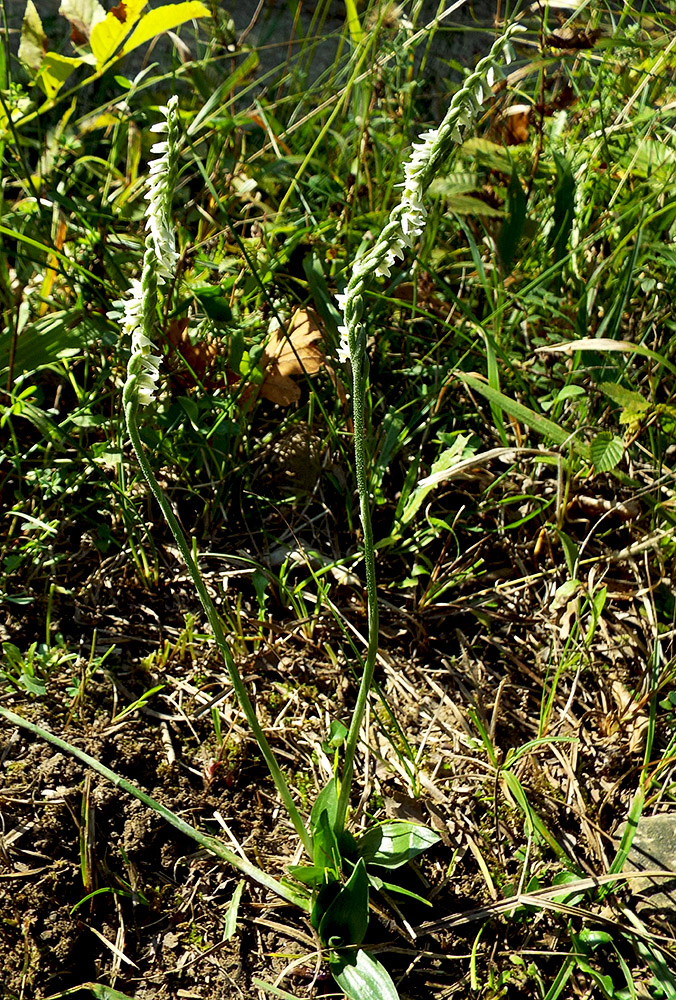 Image of Spiranthes spiralis specimen.