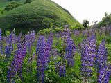 Lupinus polyphyllus. Верхушки цветущих растений. Курильские о-ва, о-в Кунашир, окр. дачного пос. Третьяково, разнотравный луг на побережье Охотского моря. 7 июля 2017 г.