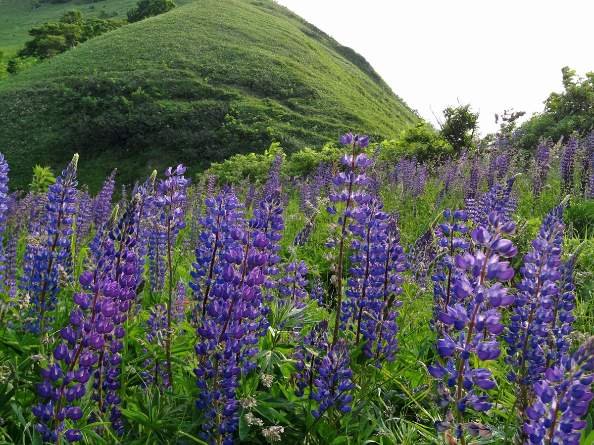 Изображение особи Lupinus polyphyllus.