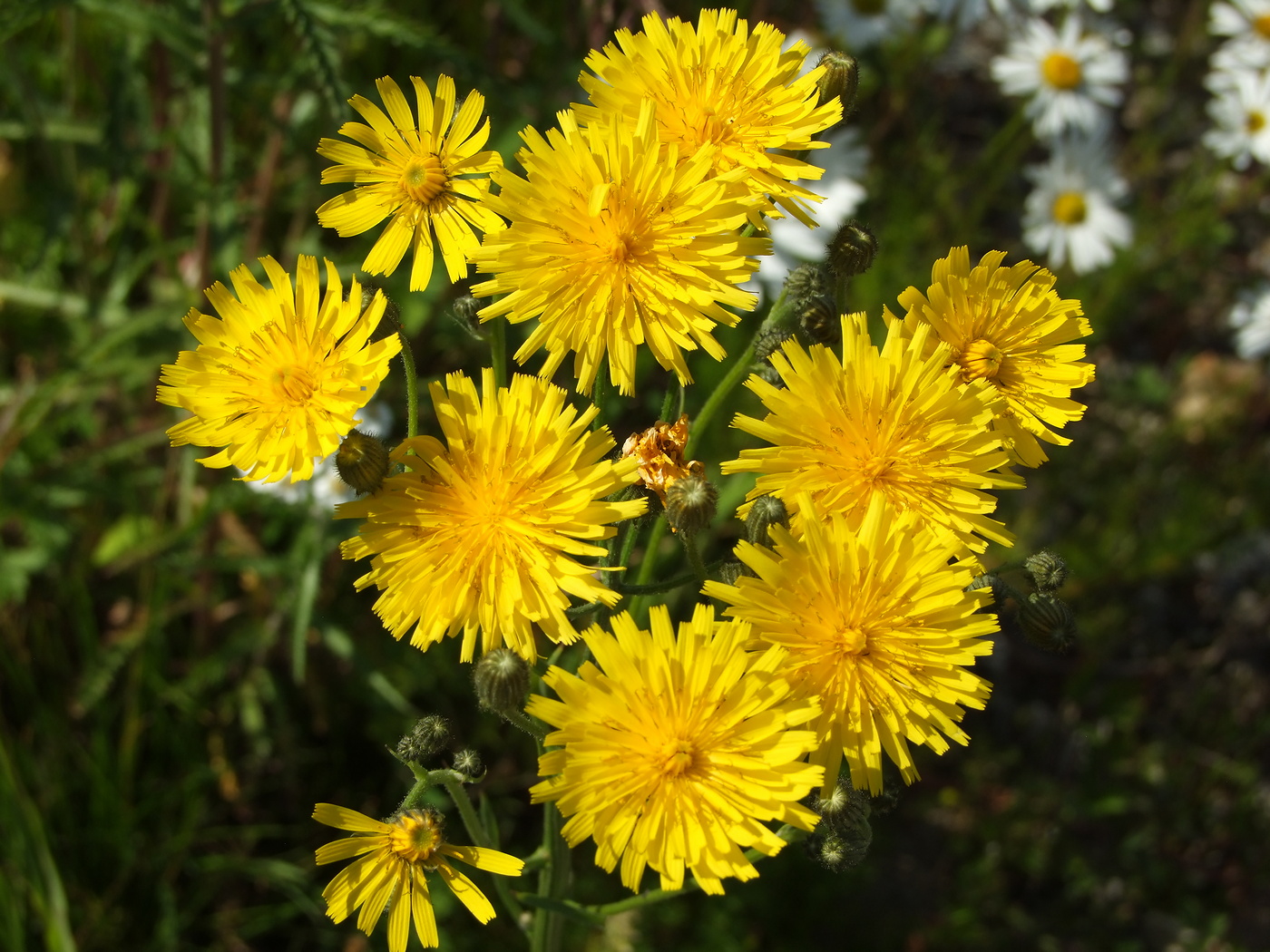 Image of Crepis tectorum specimen.