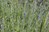 Lavandula angustifolia