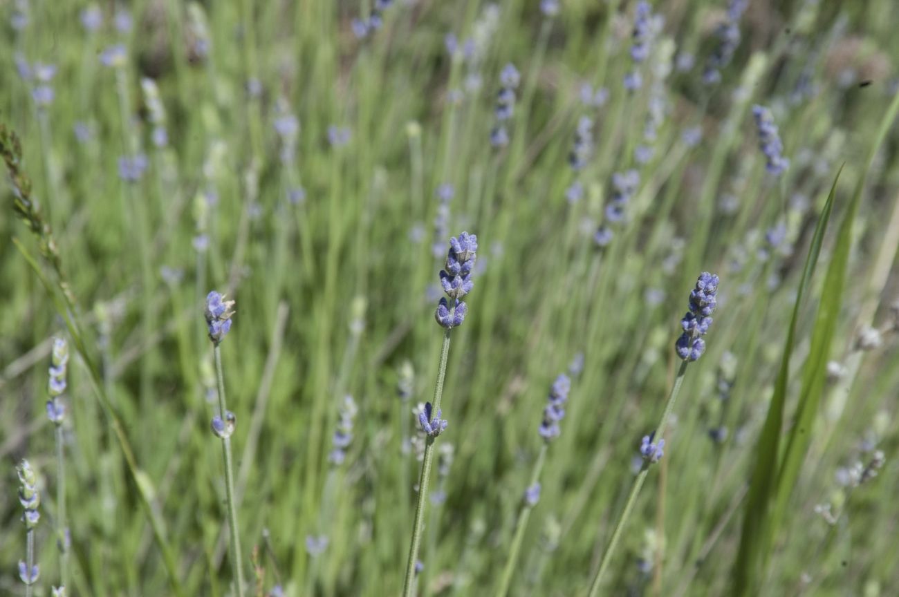 Image of Lavandula angustifolia specimen.