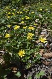 Ficaria verna