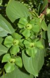Diospyros kaki