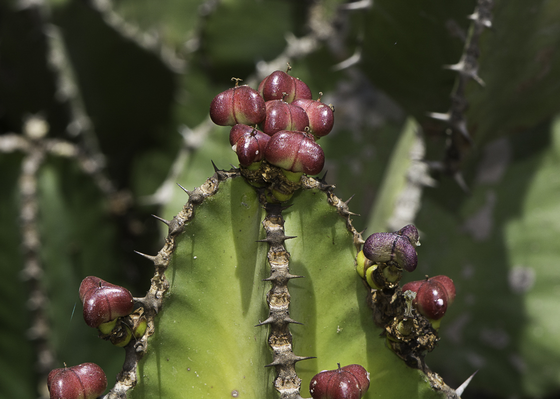 Image of Euphorbia cooperi specimen.