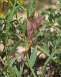 Genista suanica