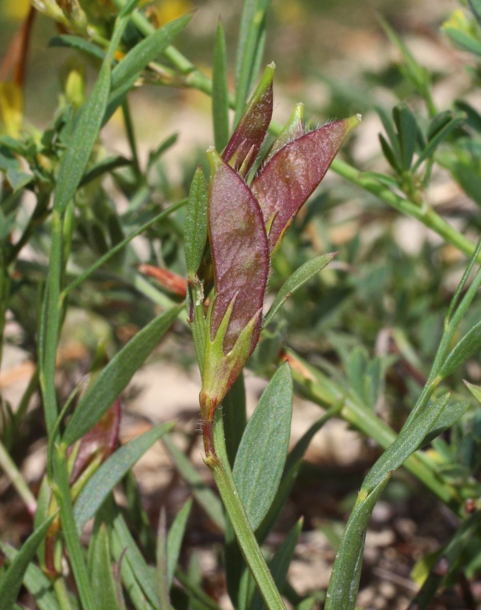 Изображение особи Genista suanica.