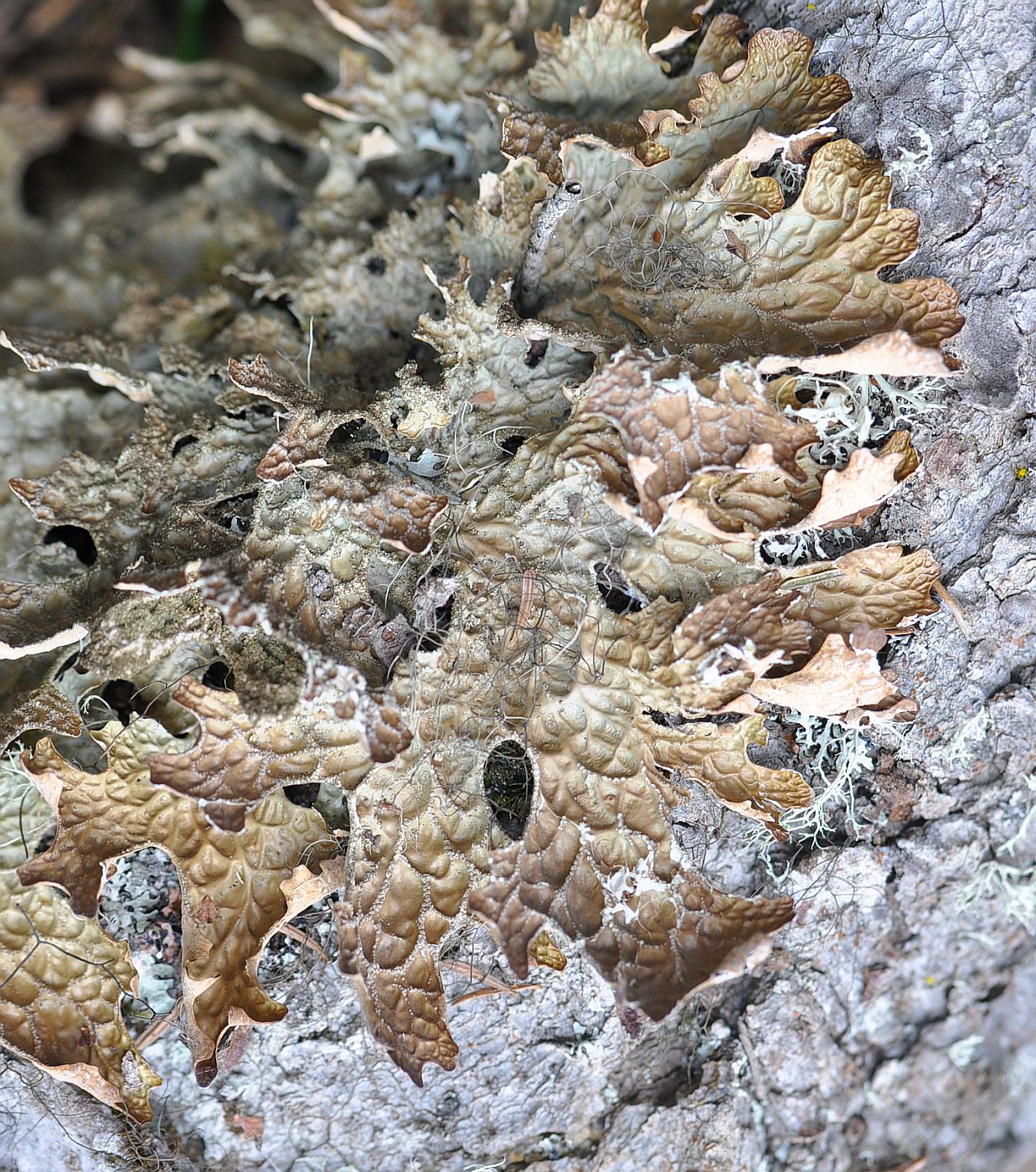 Image of genus Lobaria specimen.