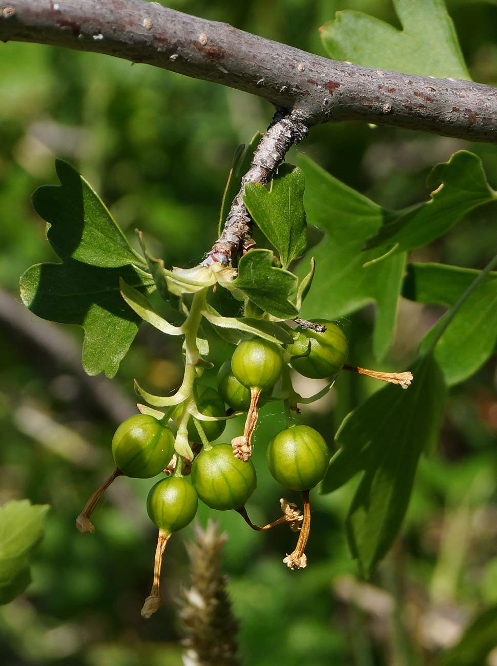 Image of Ribes aureum specimen.