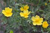 genus Rosa