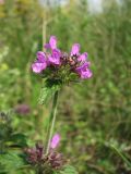 Clinopodium vulgare