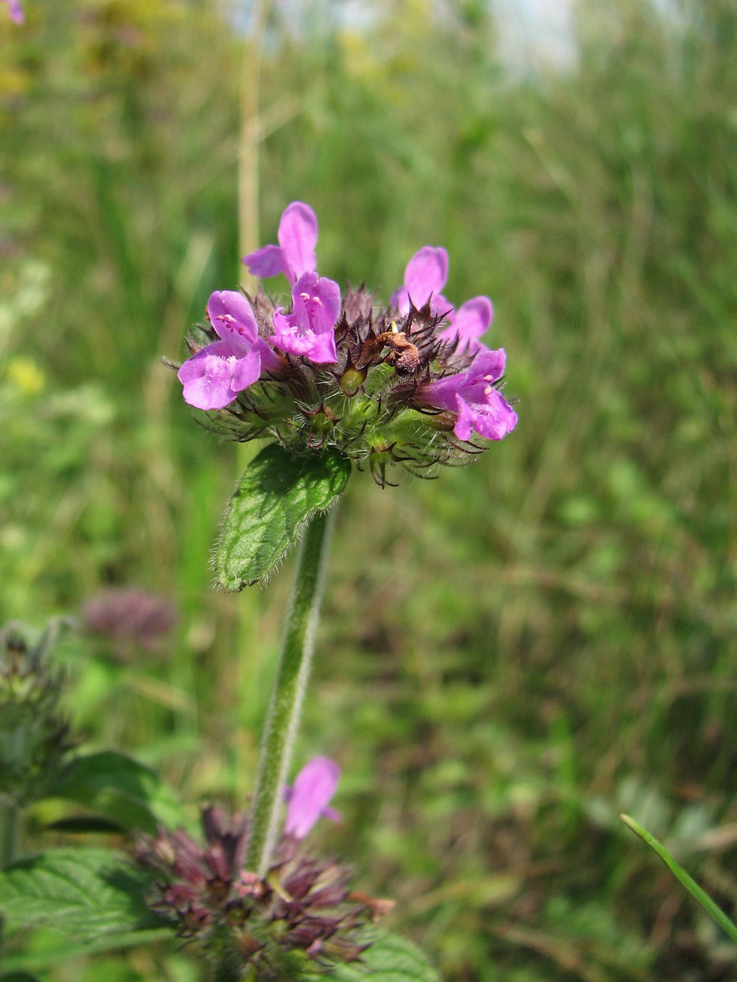 Image of Clinopodium vulgare specimen.