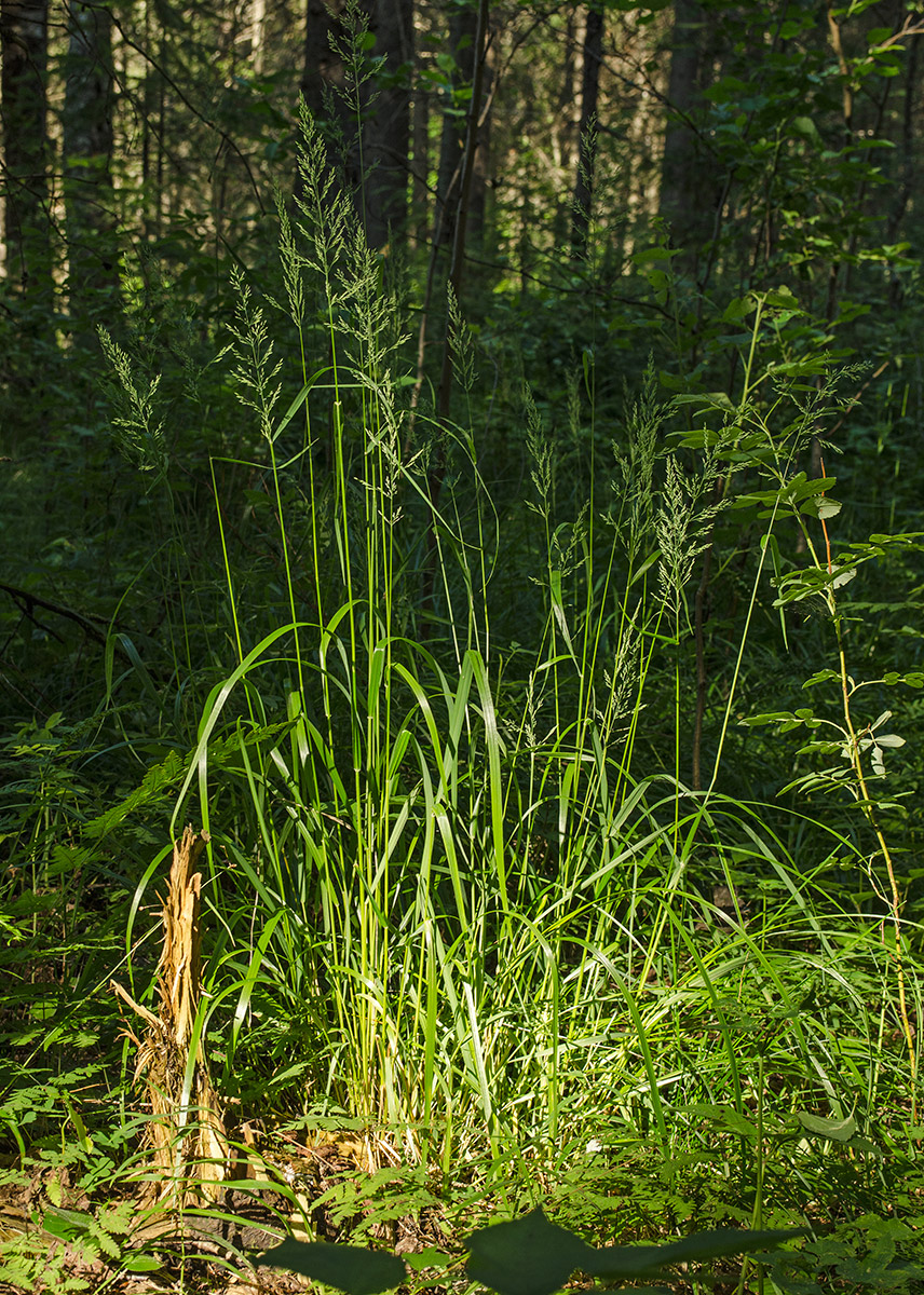 Изображение особи Calamagrostis obtusata.